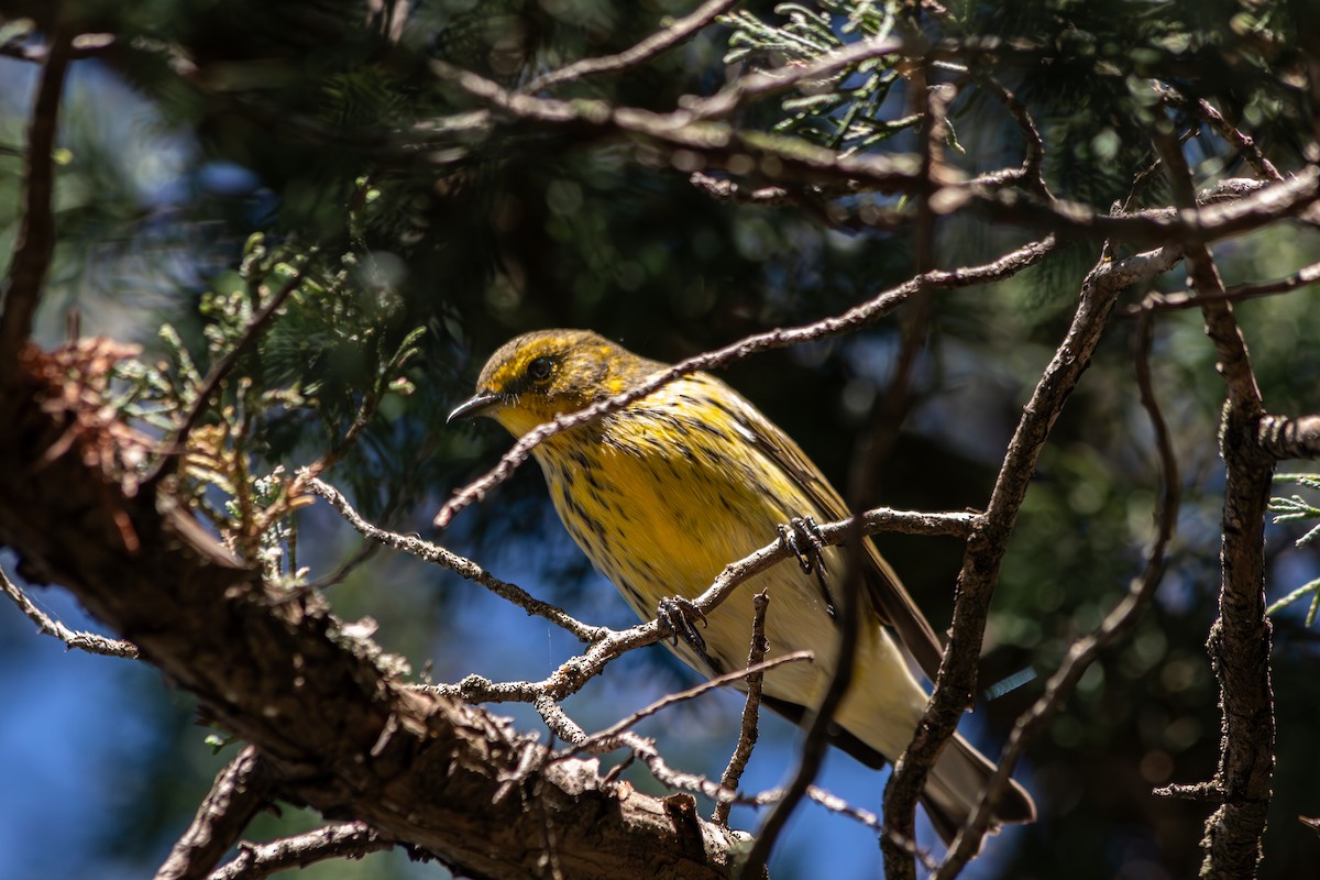 Cape May Warbler - ML641087956
