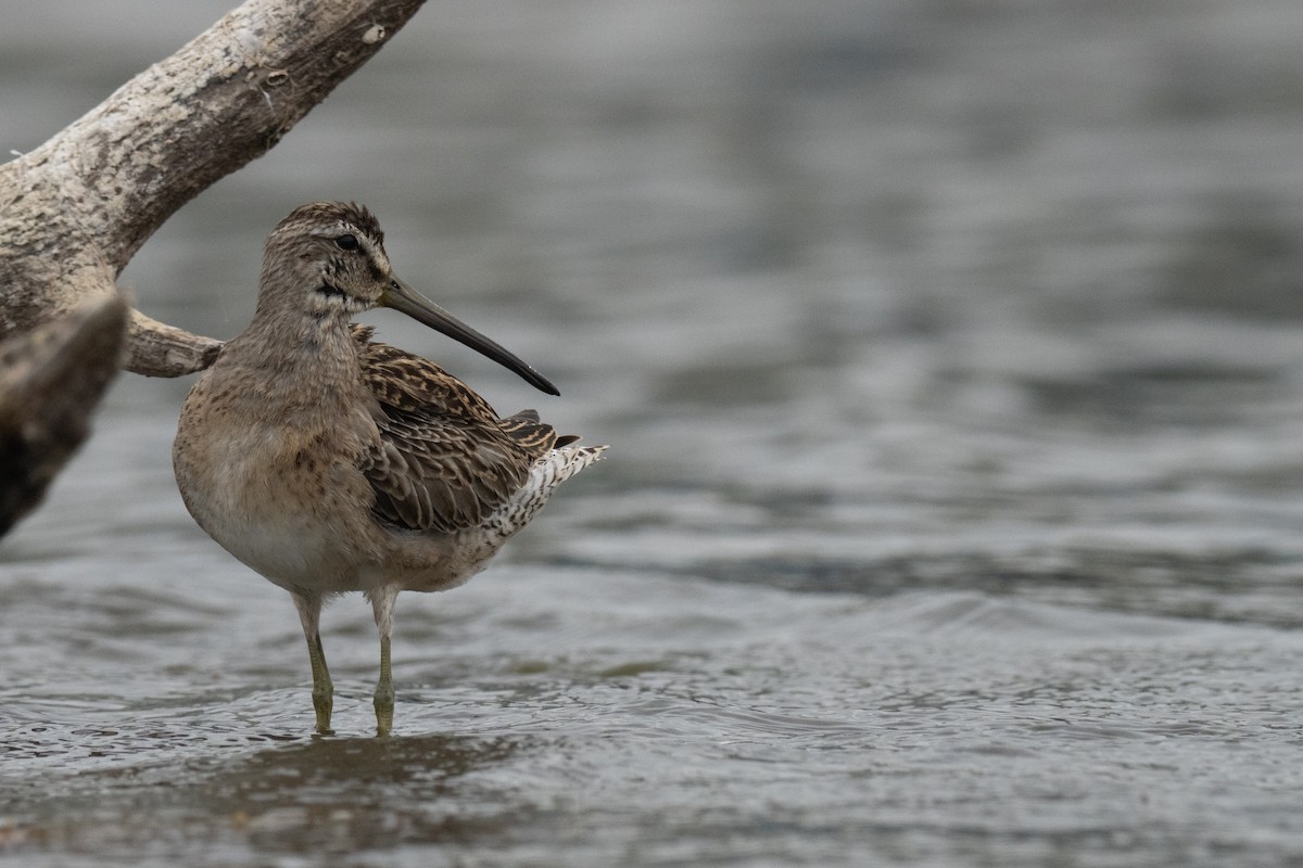 Short-billed Dowitcher - ML641087981