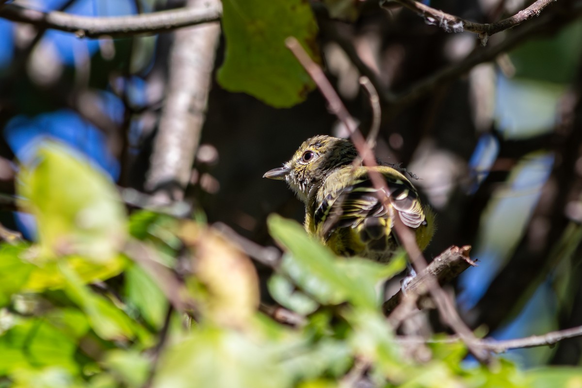 White-eyed Vireo - ML641087987
