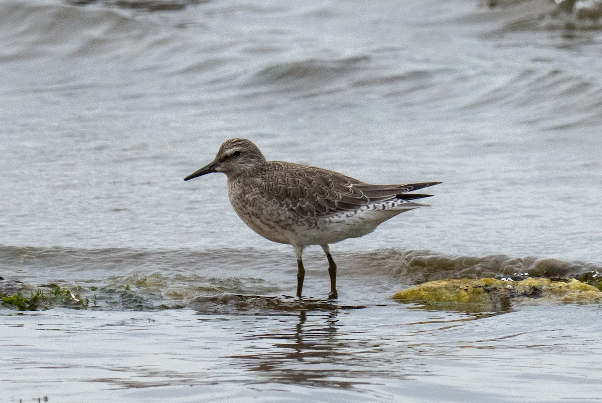 Red Knot - ML641087988