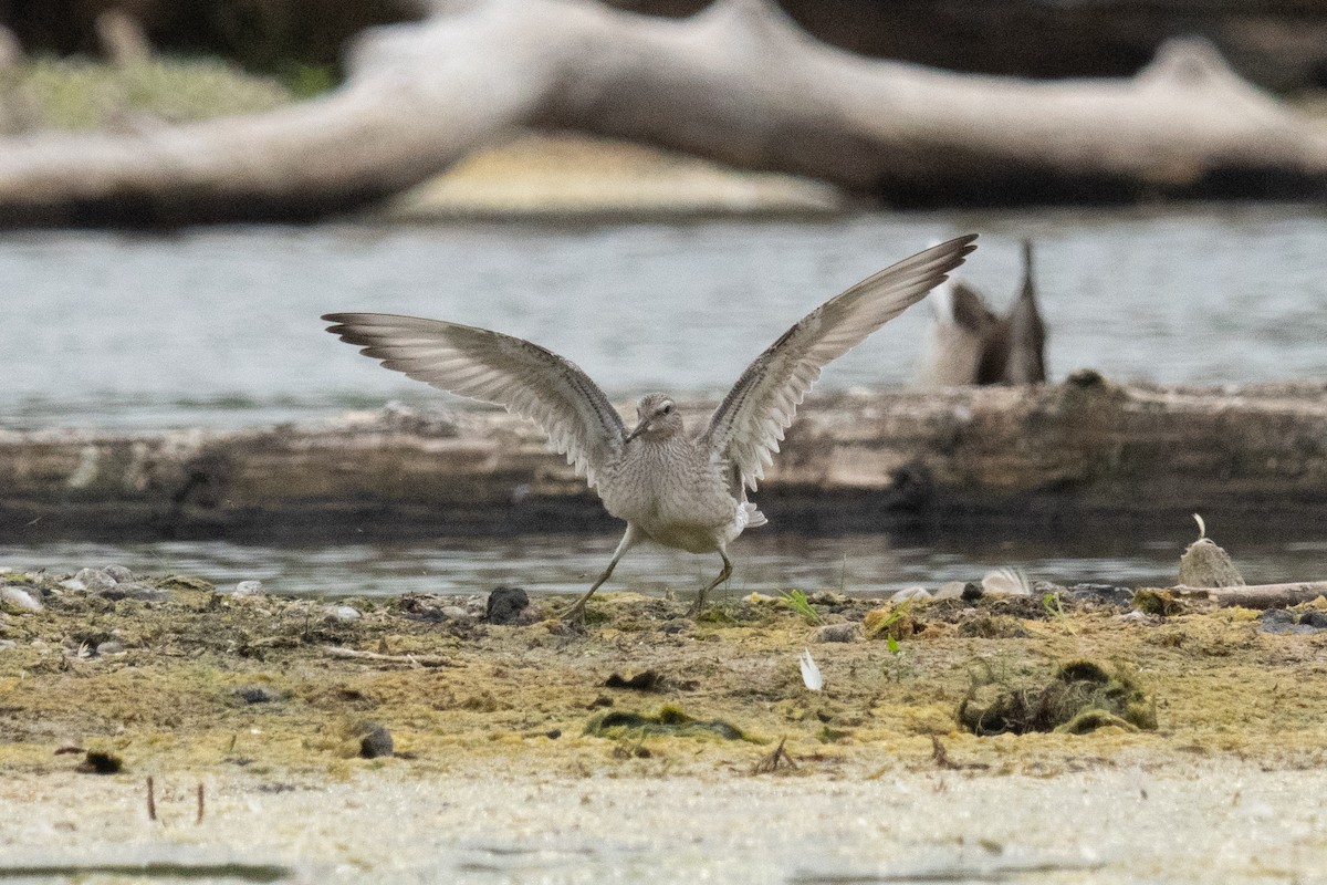 Red Knot - ML641087989