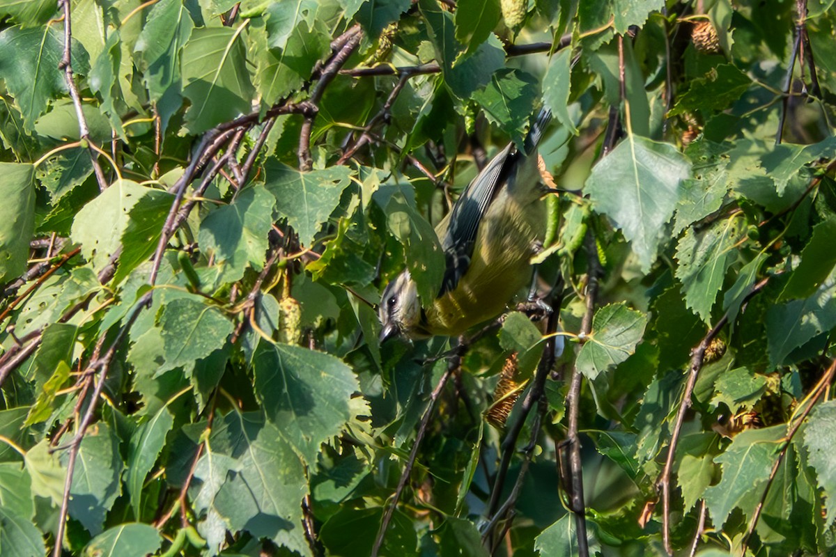 Eurasian Blue Tit - ML641087990