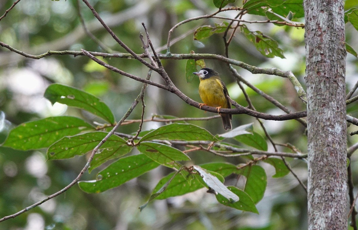 White-faced Robin - ML641087991