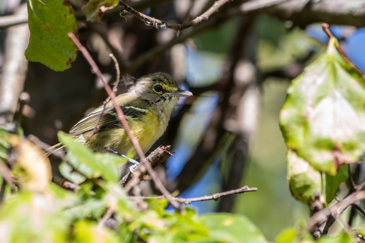 White-eyed Vireo - ML641087994