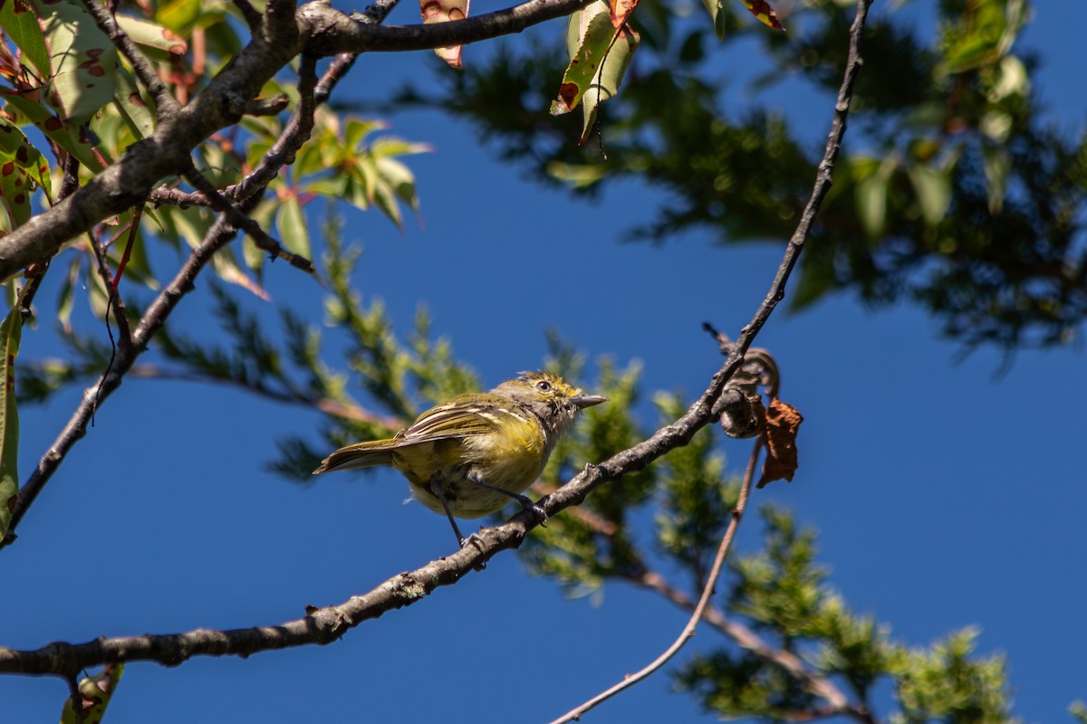 White-eyed Vireo - ML641087996