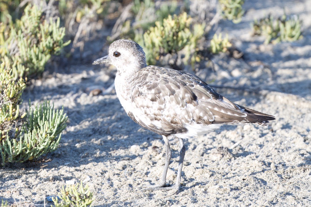 Black-bellied Plover - ML641088000