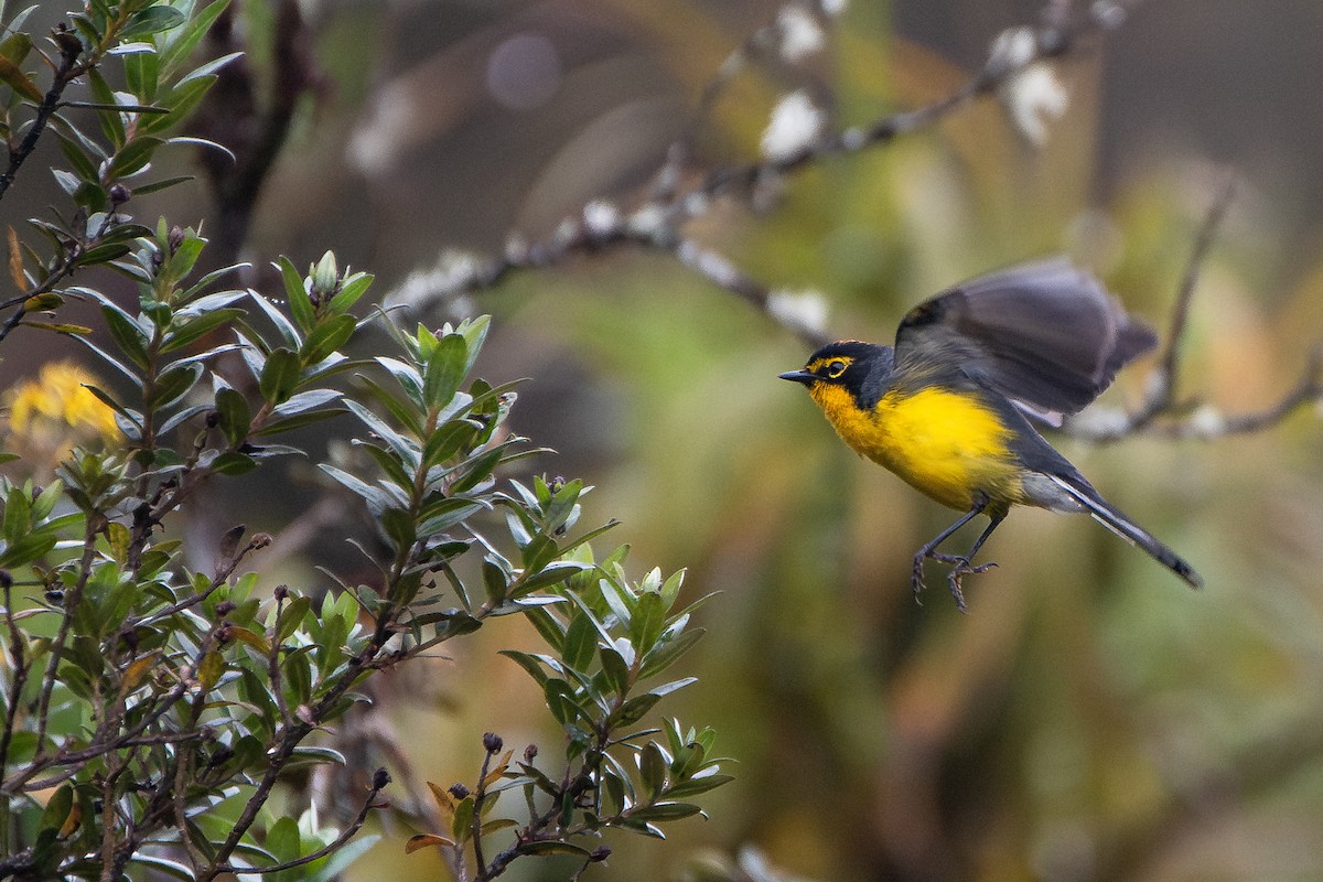 Spectacled Redstart - ML641088005
