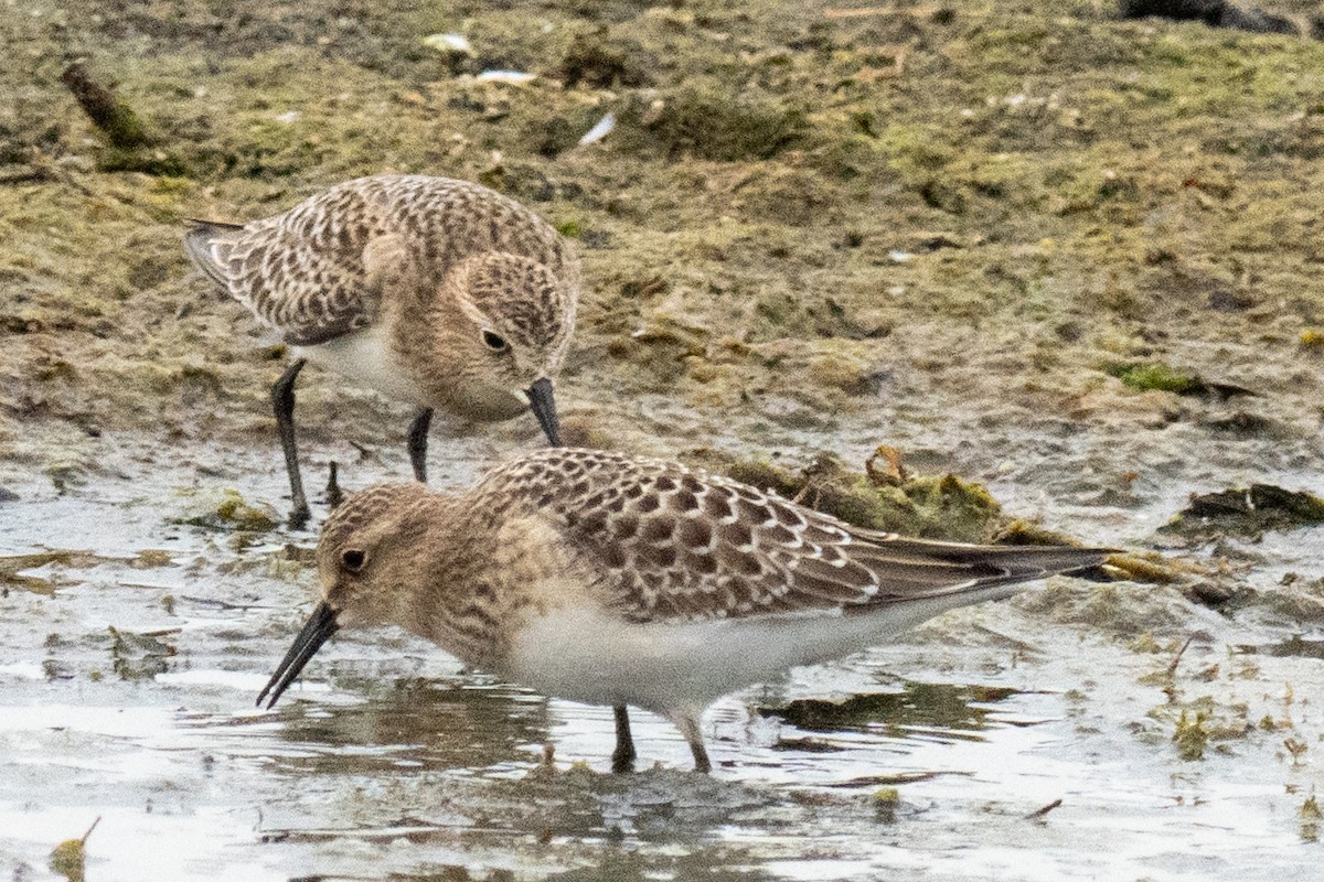 Baird's Sandpiper - ML641088006