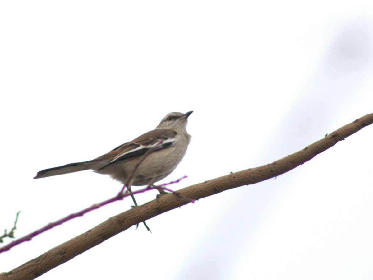 White-banded Mockingbird - ML641088007
