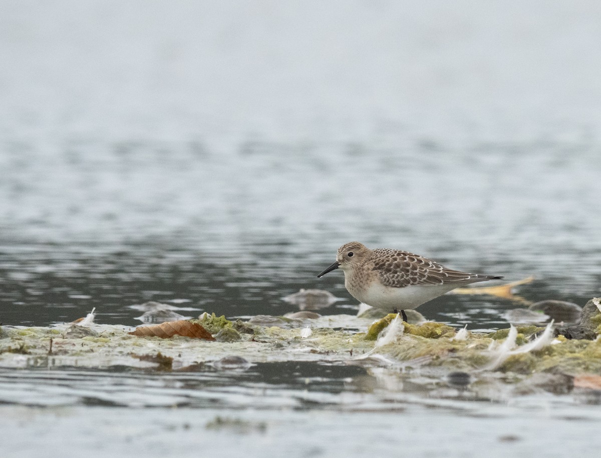 Baird's Sandpiper - ML641088008