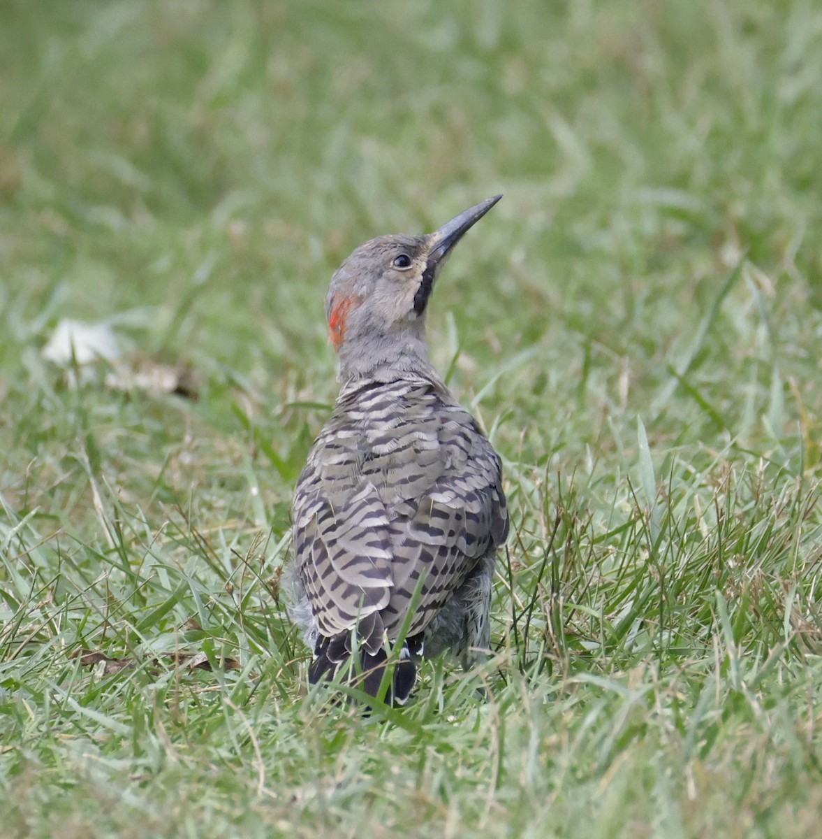 Northern Flicker - ML641088012