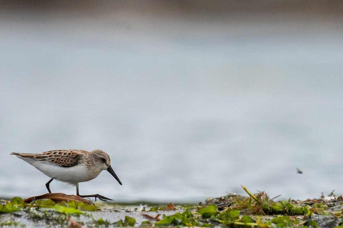 Western Sandpiper - ML641088019