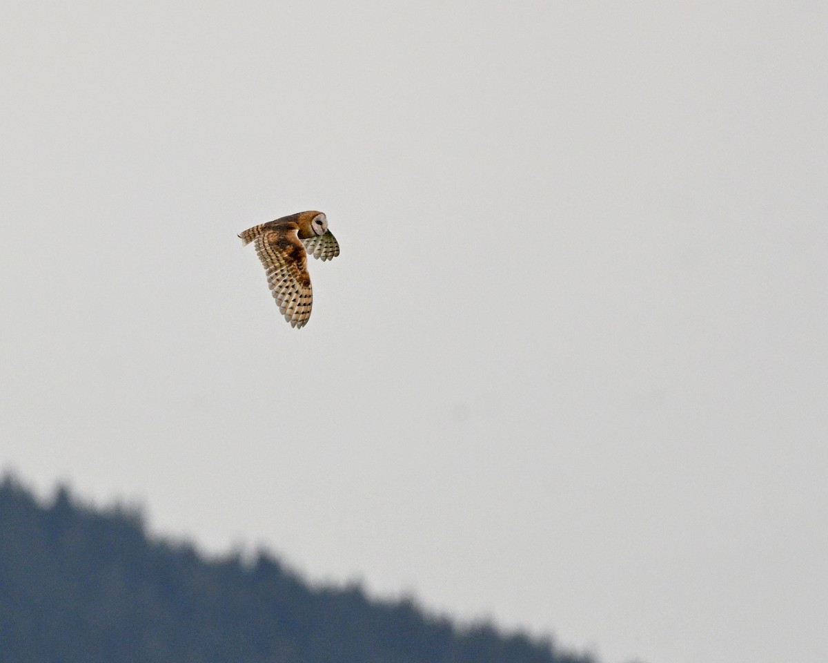 American Barn Owl - ML641088044