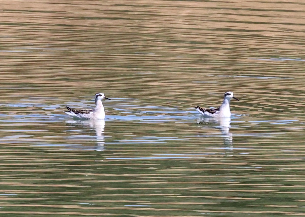 svømmesnipe - ML641088049