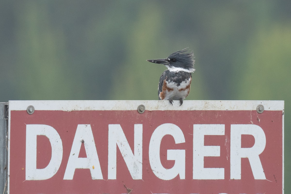 Belted Kingfisher - ML641088051