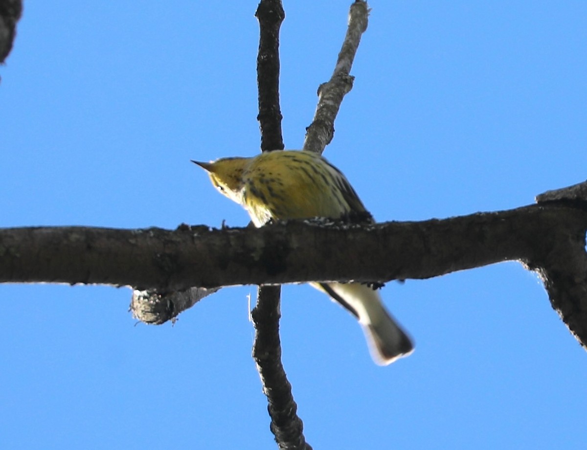 Cape May Warbler - ML641088100