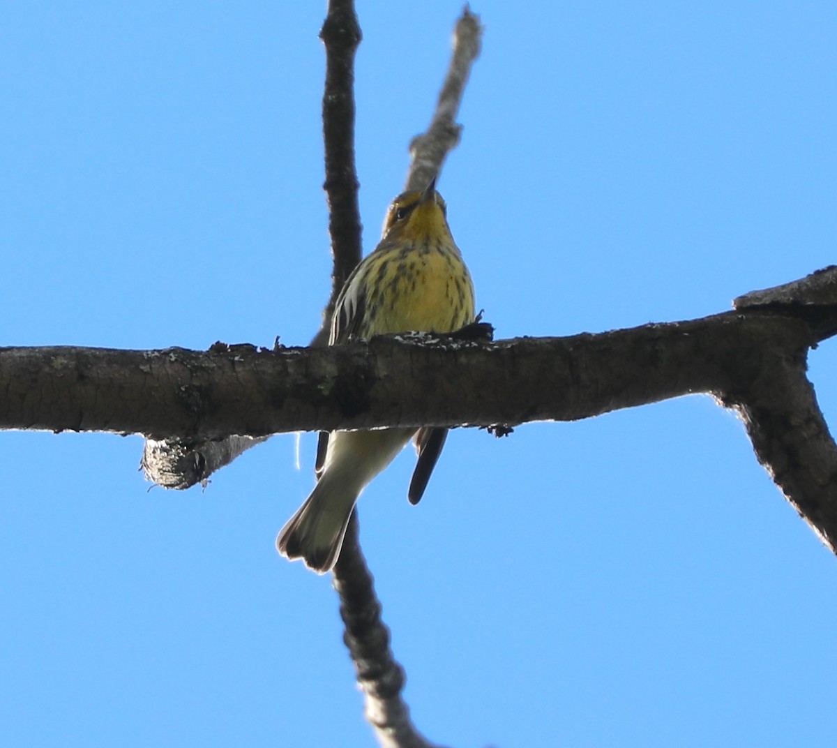 Cape May Warbler - ML641088101