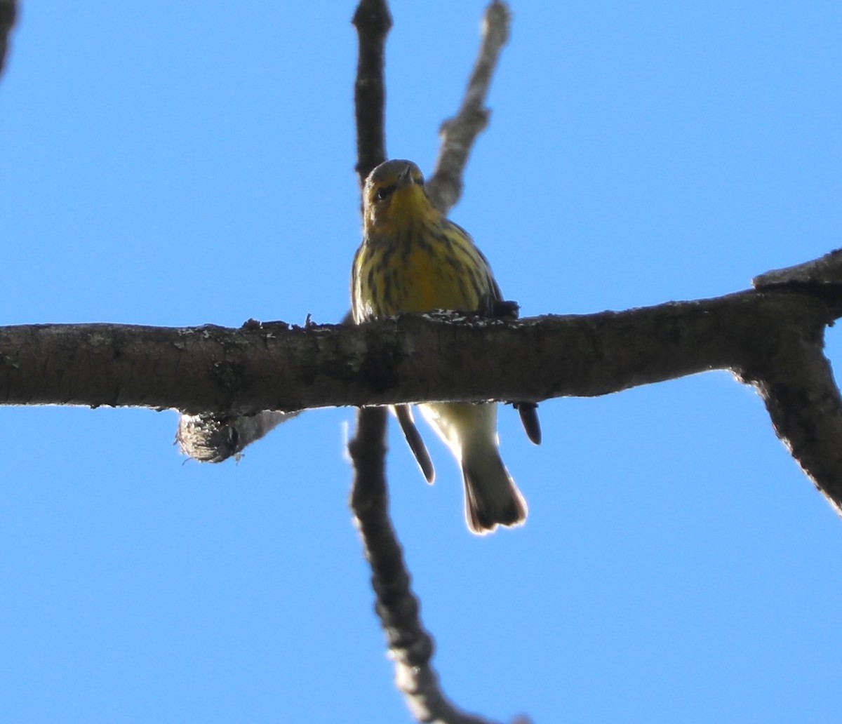Cape May Warbler - ML641088102