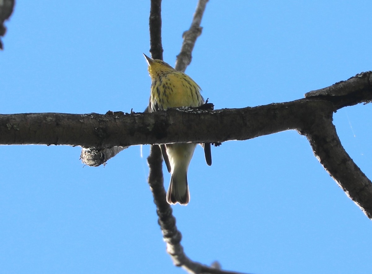 Cape May Warbler - ML641088103