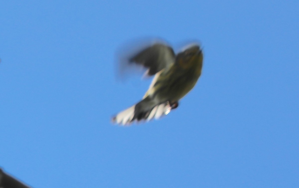 Cape May Warbler - ML641088104