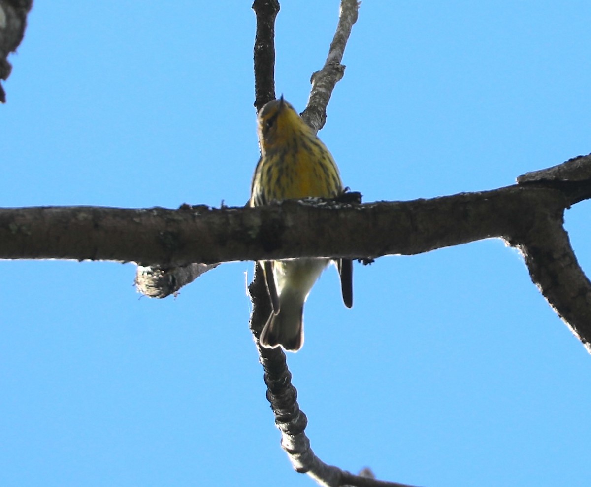 Cape May Warbler - ML641088105