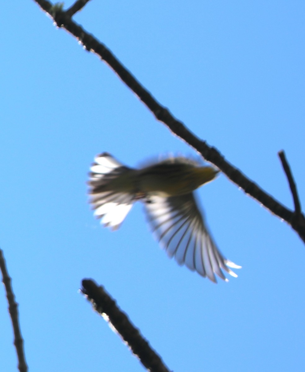 Cape May Warbler - ML641088106