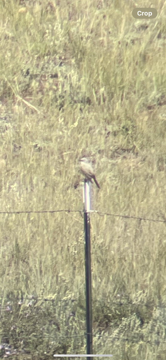 Western Kingbird - ML641088115