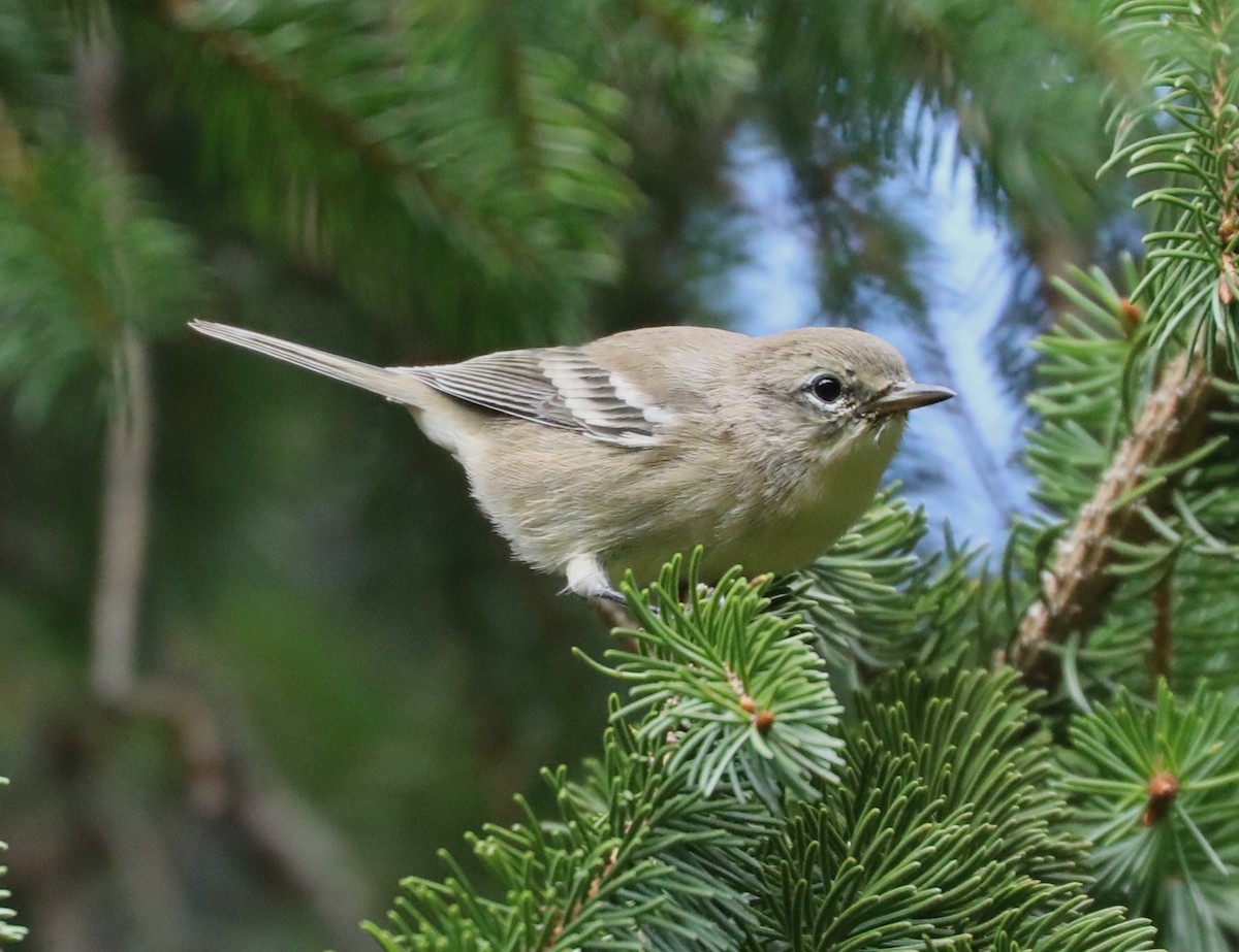 Kiefernwaldsänger - ML641088121