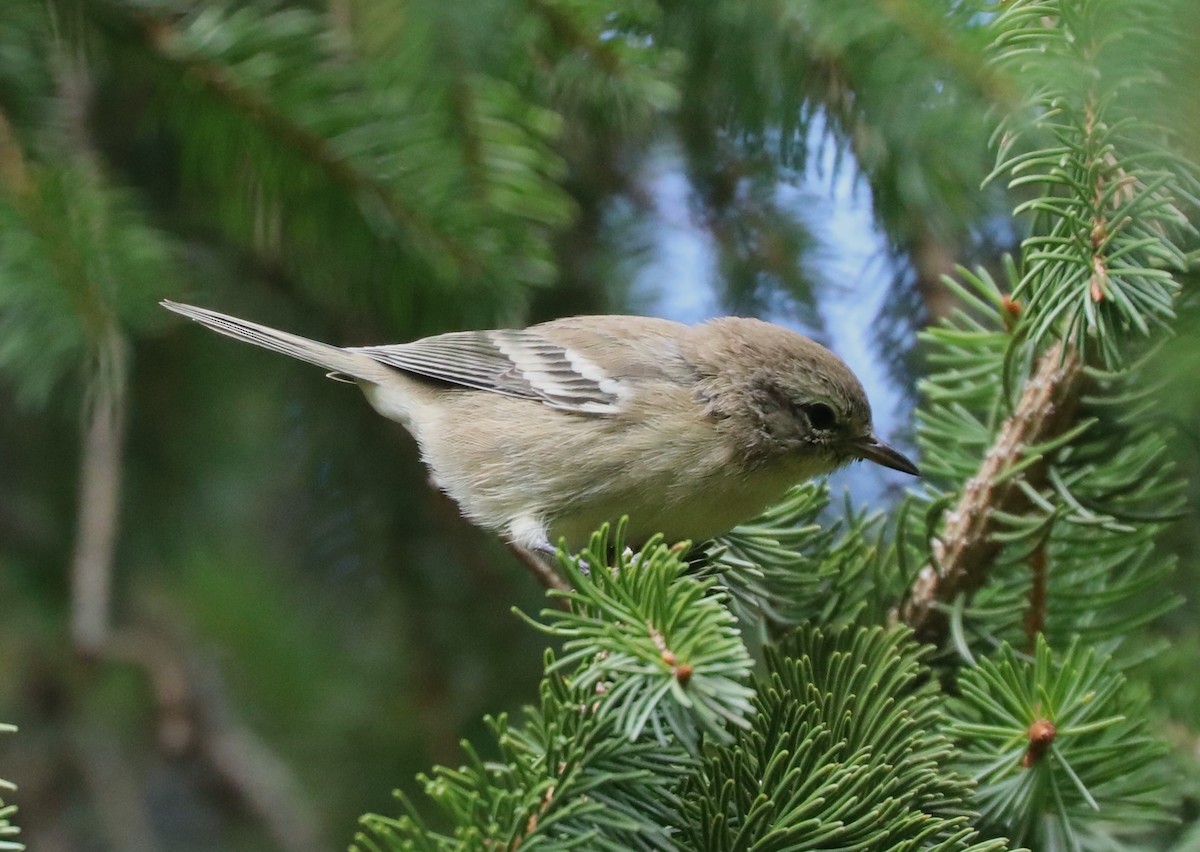 Kiefernwaldsänger - ML641088123