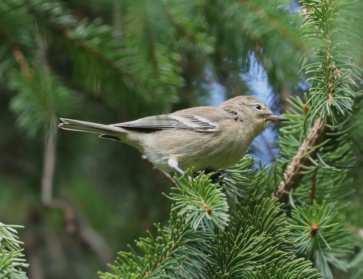 Kiefernwaldsänger - ML641088125