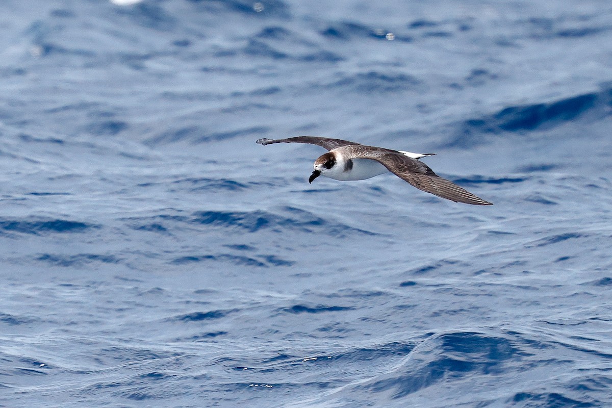 Black-capped Petrel - ML641088130