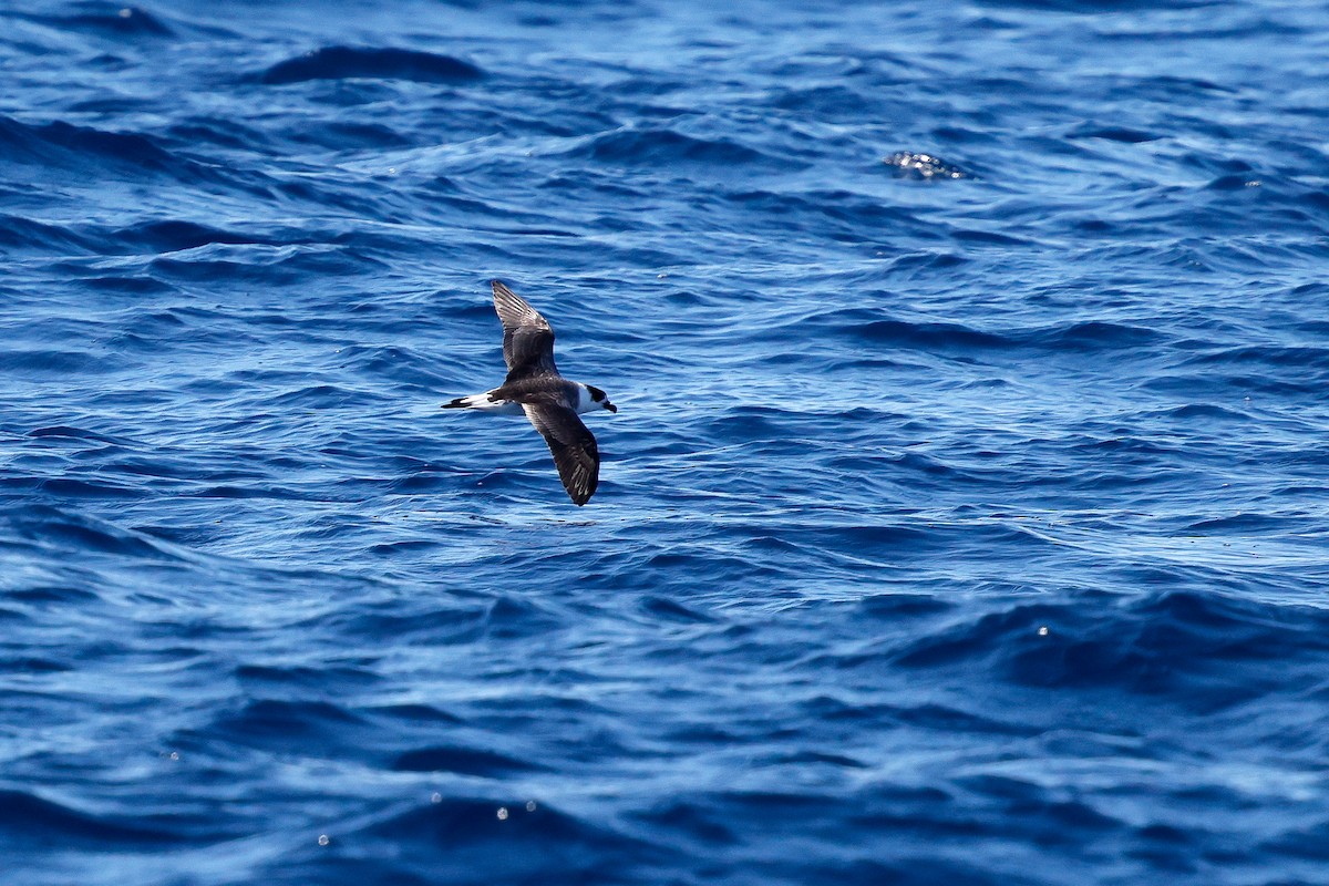 Black-capped Petrel - ML641088131