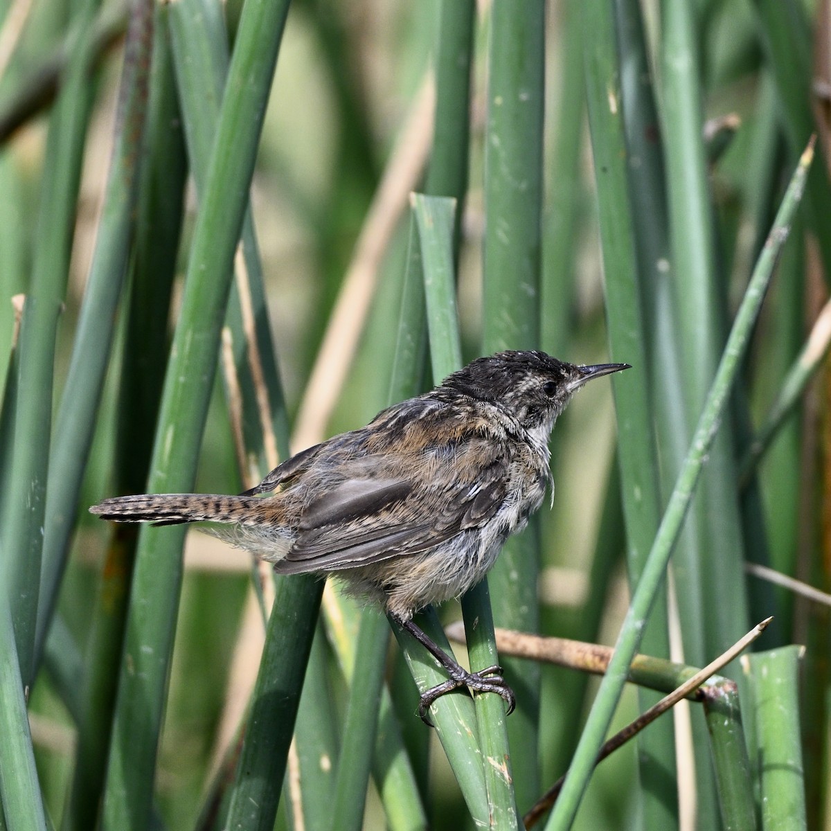 Marsh Wren - ML641088153