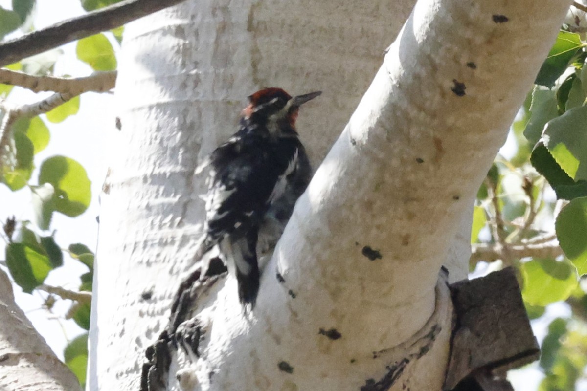 Red-naped Sapsucker - ML641088168