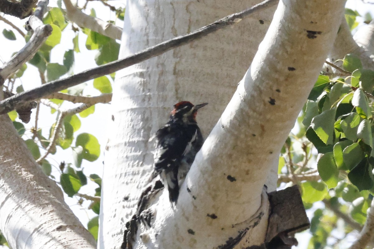 Red-naped Sapsucker - ML641088170