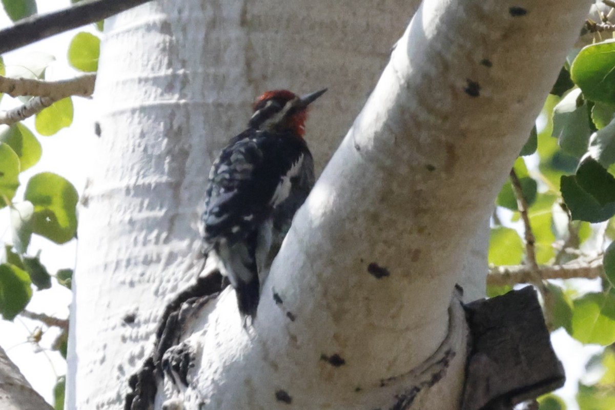 Red-naped Sapsucker - ML641088172