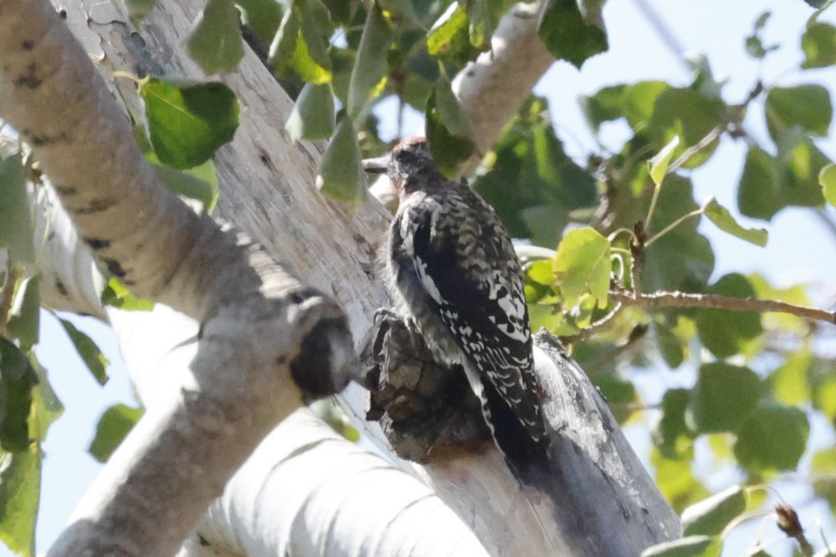 Red-naped Sapsucker - ML641088173