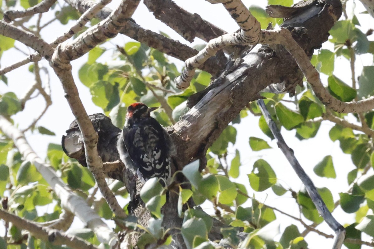 Red-naped Sapsucker - ML641088174