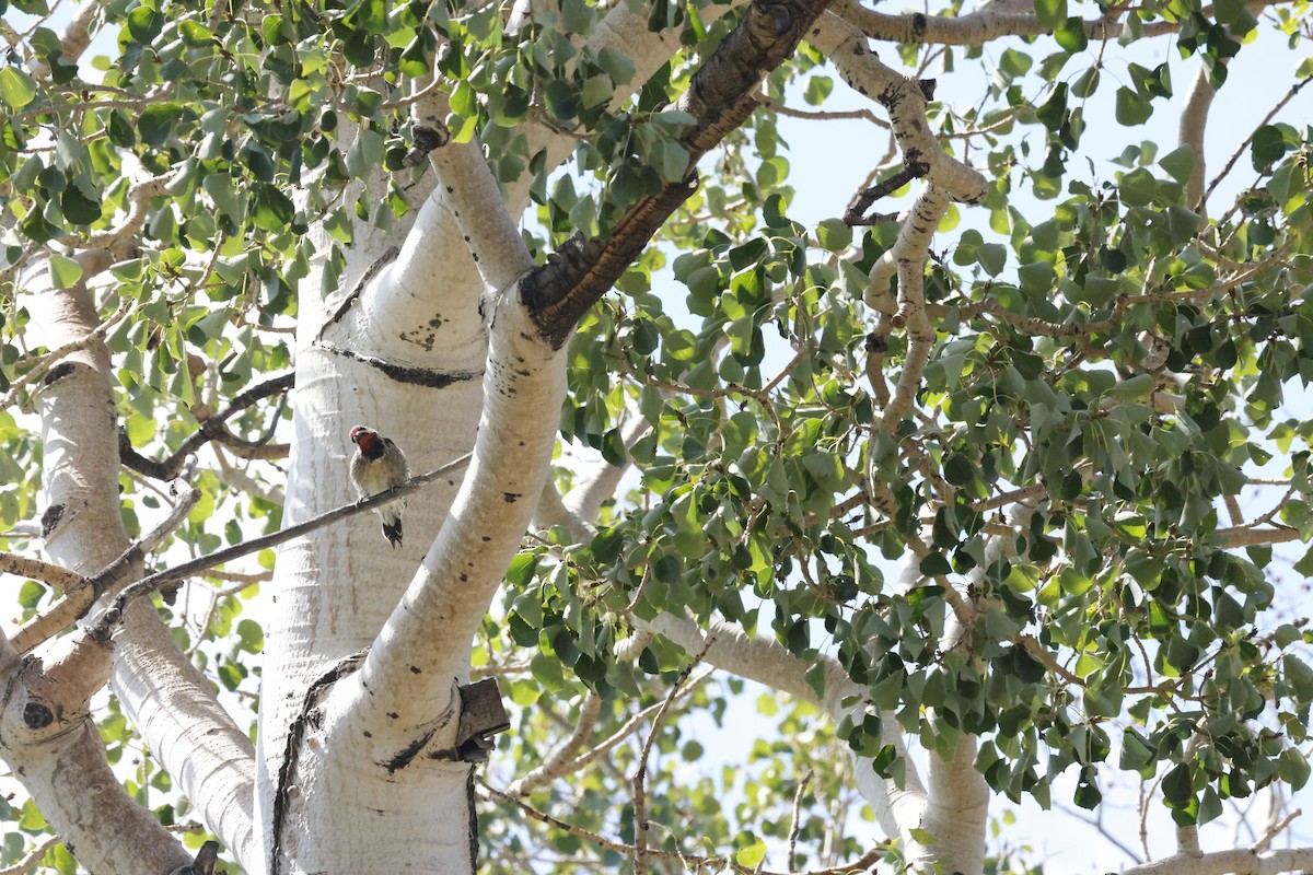 Red-naped Sapsucker - ML641088175