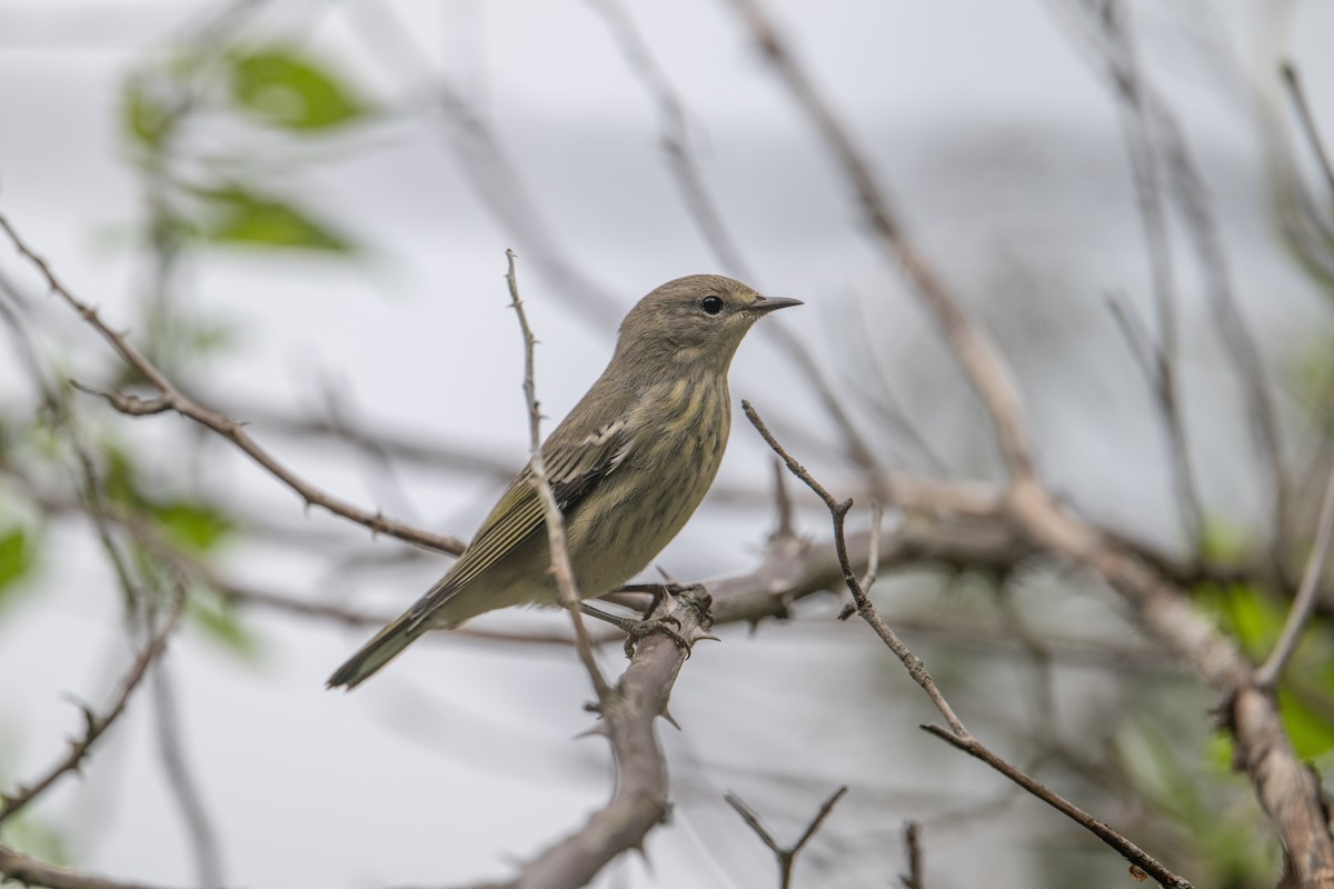 Cape May Warbler - ML641088179