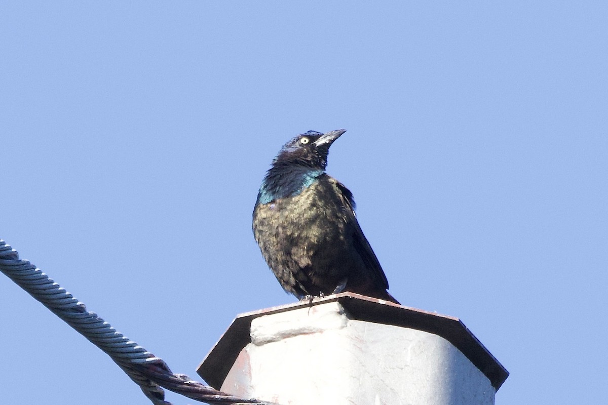 Common Grackle - ML641088185