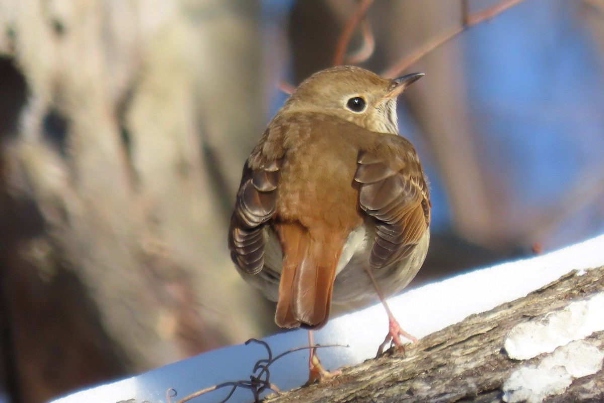 Hermit Thrush - ML641088286