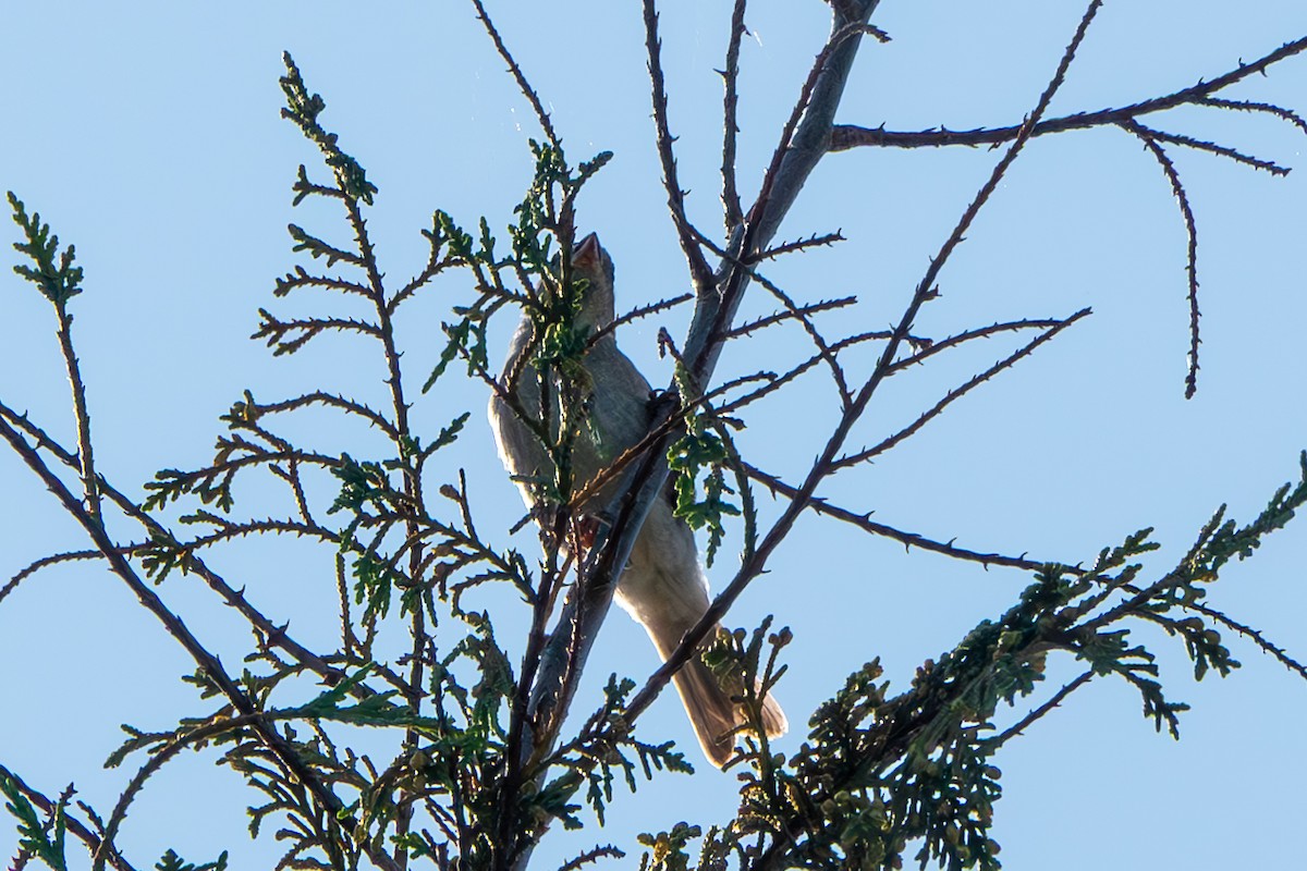 House Sparrow - ML641088319