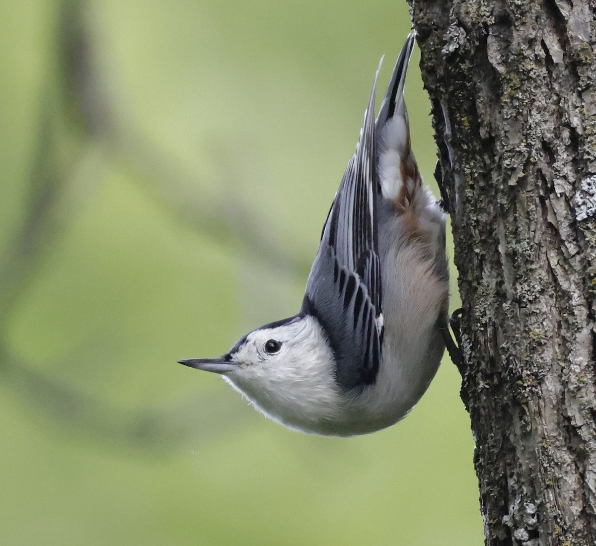 White-breasted Nuthatch - ML641088322