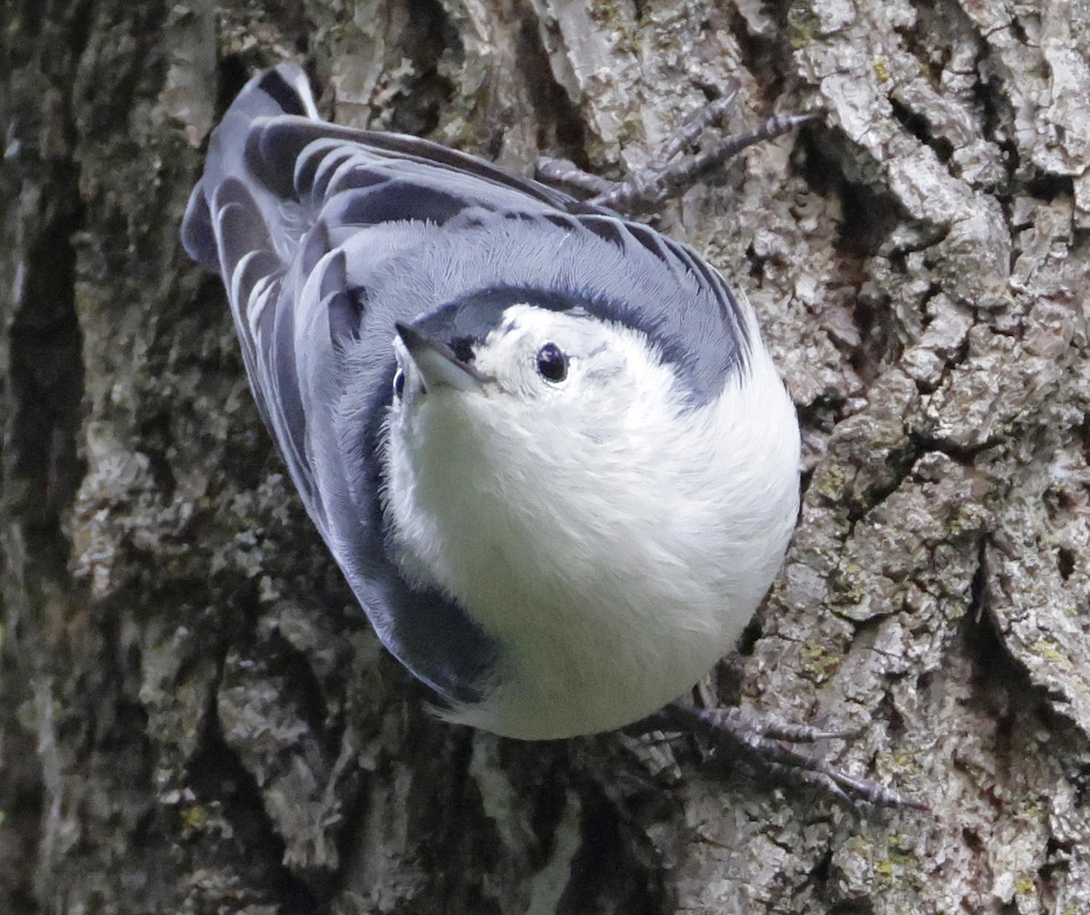 White-breasted Nuthatch - ML641088323