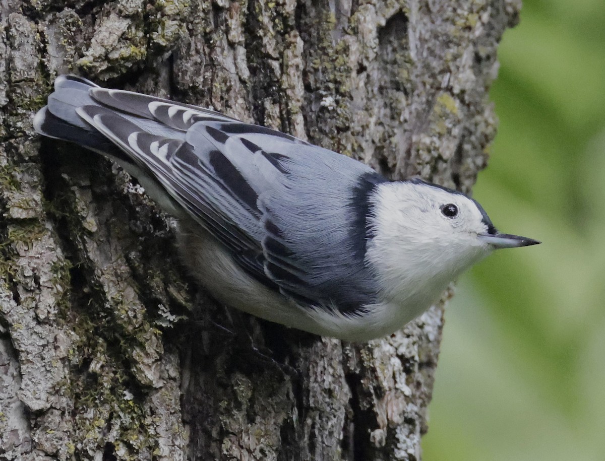 White-breasted Nuthatch - ML641088324