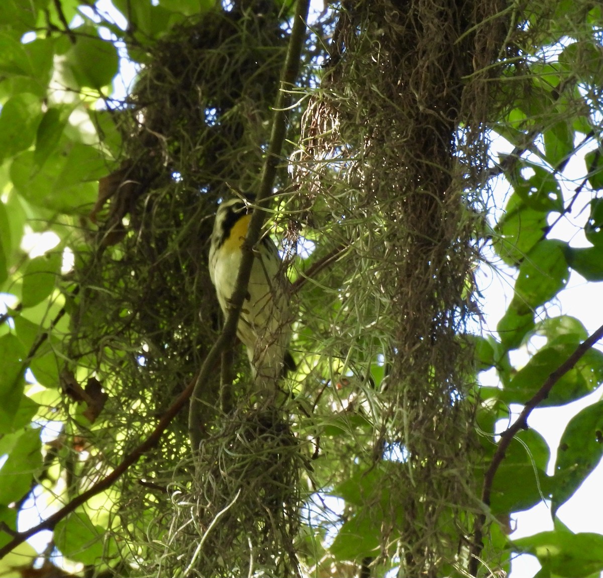 Yellow-throated Warbler - ML641088325