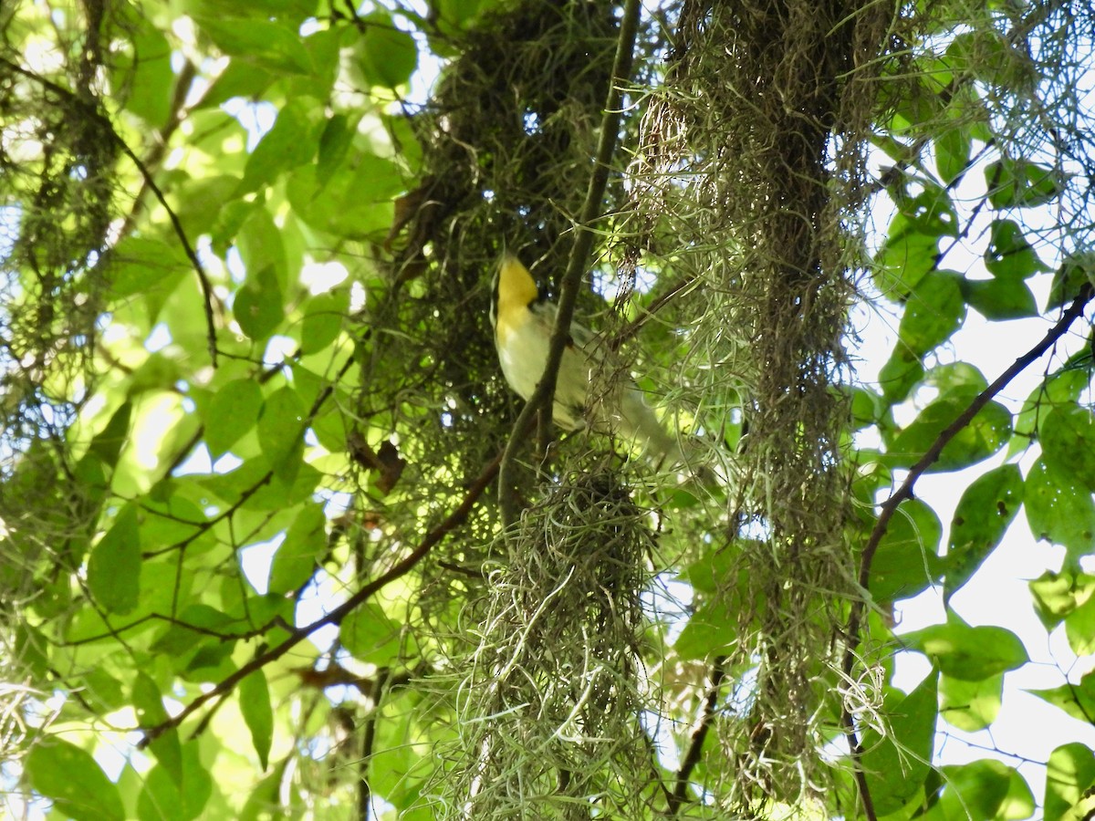 Yellow-throated Warbler - ML641088326