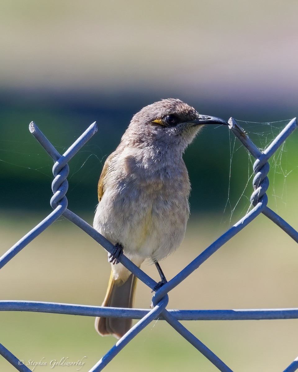 Brown Honeyeater - ML641088356