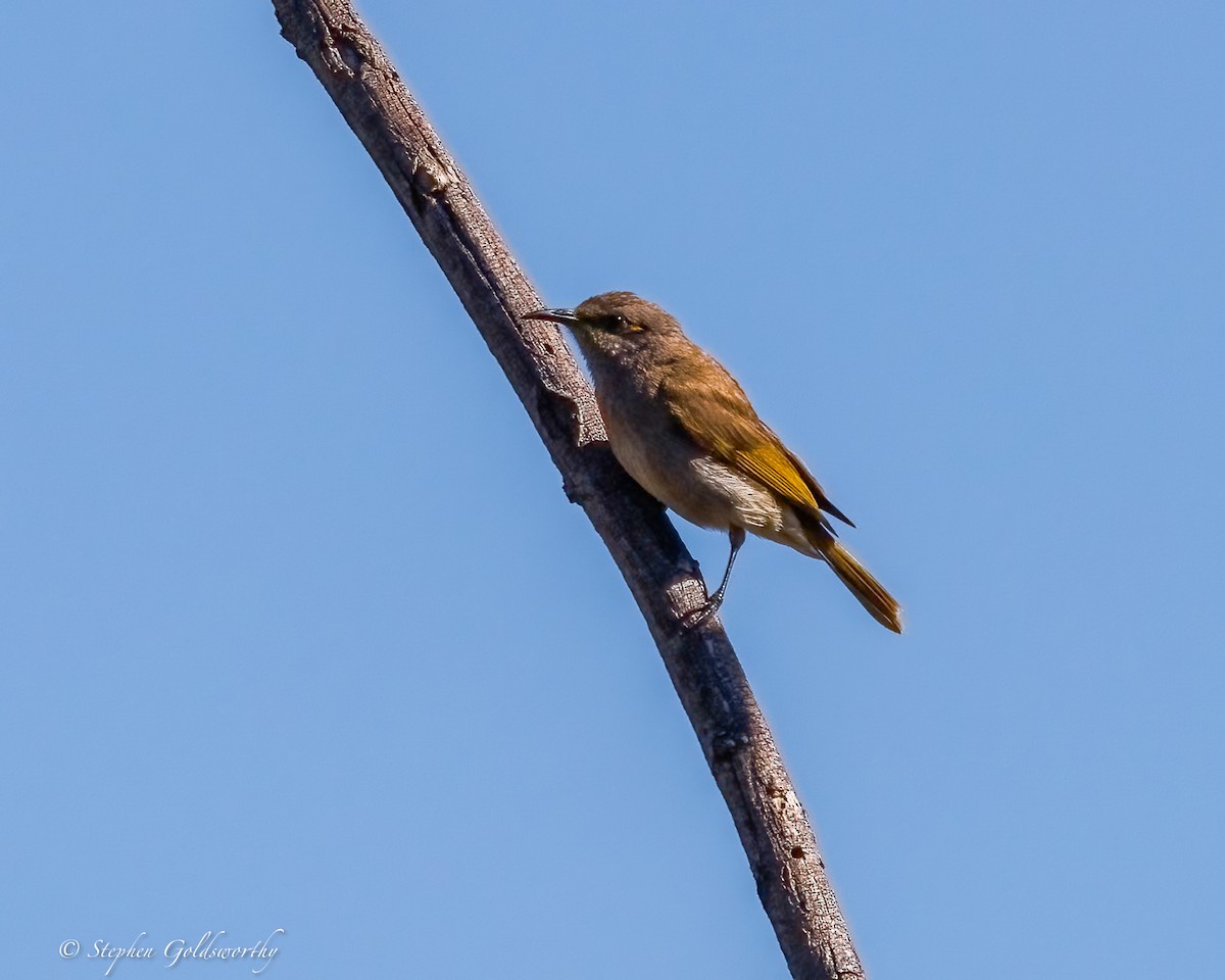 Brown Honeyeater - ML641088357